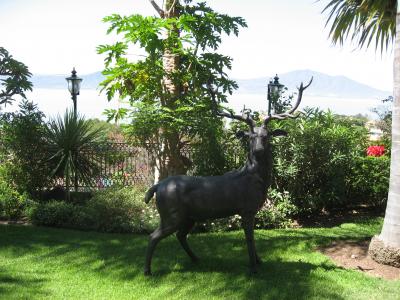 Our deer, that followed us from California to Nevada to Mexico