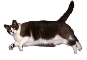 Half siamese and half other, Tippy is a beautiful black and white cat who is sometimes mistaken for furry hippo.